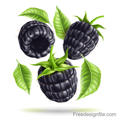 Fresh black berry vector illustration material