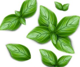 Fresh green leaves vector illustration 01