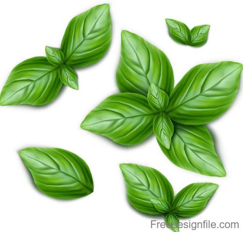 Fresh green leaves vector illustration 01