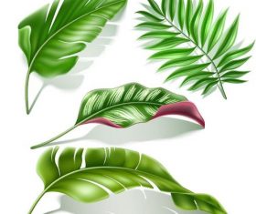 Fresh green leaves vector illustration 02