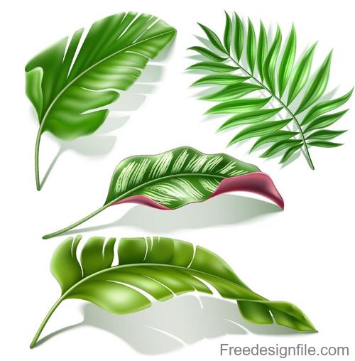 Fresh green leaves vector illustration 02