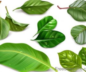 Fresh green leaves vector illustration 03