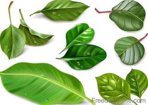 Fresh green leaves vector illustration 03