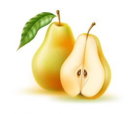 Fresh pear vector illustration material