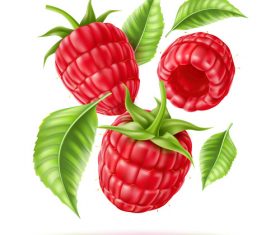 Fresh red berry vector illustration material