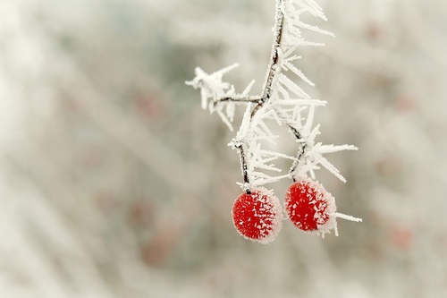 Frost berries Stock Photo 01