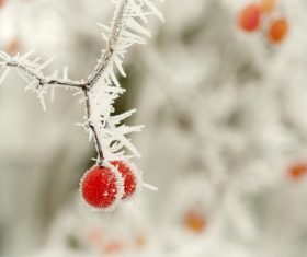 Frost berries Stock Photo 02