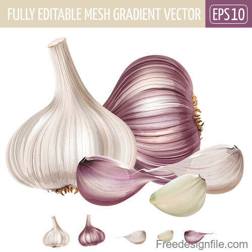 Garlic illustration vector material