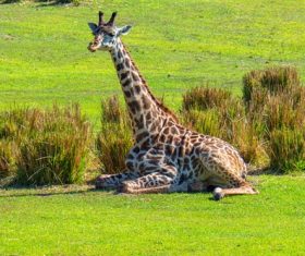 Giraffe resting on the grass Stock Photo