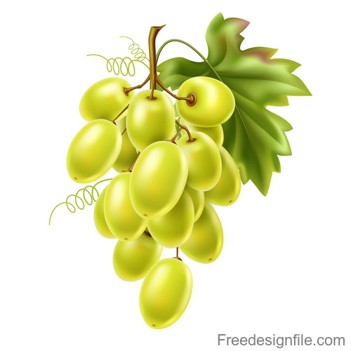 Green grape vector illustration material