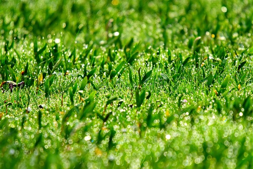 Green meadow Stock Photo