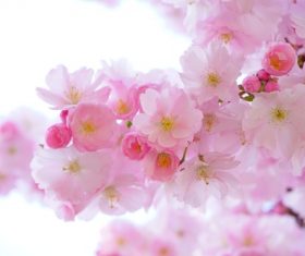 Japanese cherry tree Stock Photo