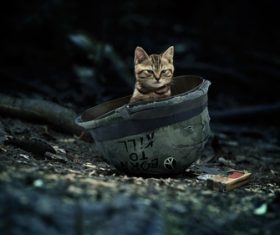 Kitten hidden in the helmet Stock Photo