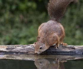 Little squirrel drinking water Stock Photo