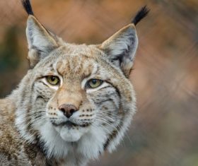 Lynx close-up Stock Photo