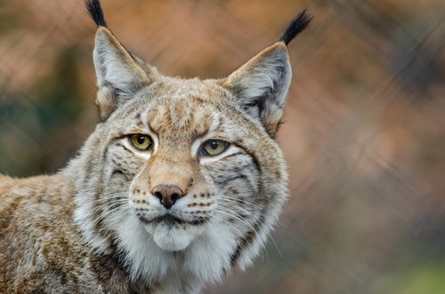 Lynx close-up Stock Photo