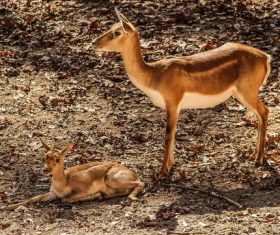 Mother gazelle with little gazelle Stock Photo