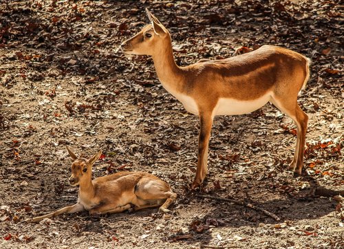 Mother gazelle with little gazelle Stock Photo