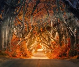 Mysterious Tree Tunnel Irish Dark Hedge Stock Photo