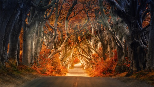 Mysterious Tree Tunnel Irish Dark Hedge Stock Photo