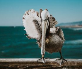 Pelican close-up Stock Photo