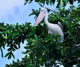 Pelican on the tree Stock Photo