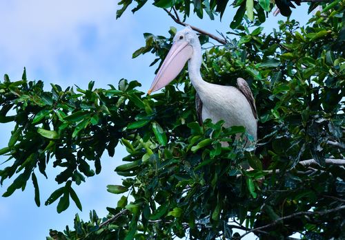 Pelican on the tree Stock Photo
