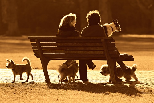 People and dogs live in harmony Stock Photo