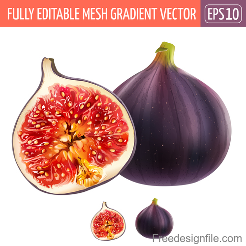Pomegranate illustration vector material