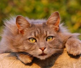 Portrait of cute cat Stock Photo