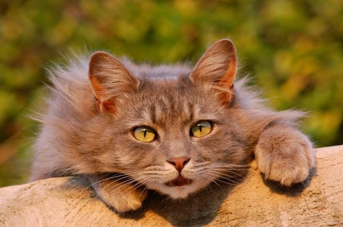 Portrait of cute cat Stock Photo
