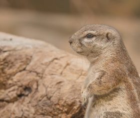 Prairie Gophers Stock Photo