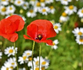 Small daisies with red poppies Stock Photo