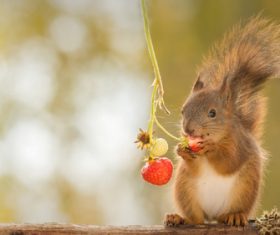 Squirrel eating strawberry Stock Photo