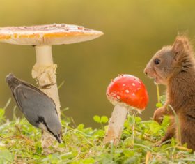 Squirrel mushroom and bird Stock Photo 02