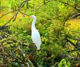 Stock Photo Egret standing on the tree 01