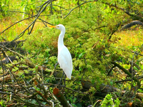 Stock Photo Egret standing on the tree 01
