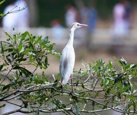 Stock Photo Egret standing on the tree 02