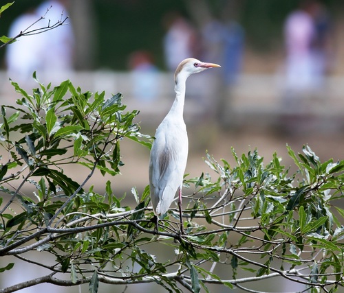Stock Photo Egret standing on the tree 02