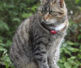 Tabby cat with red bell Stock Photo