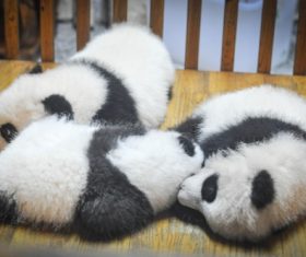 Three little pandas sleeping Stock Photo