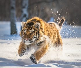 Tiger running in the snow Stock Photo
