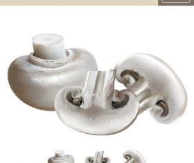 Tricholoma illustration vector material