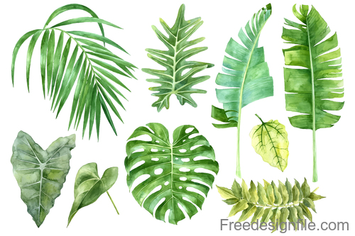 Tropical leaves illustration vectors set 01