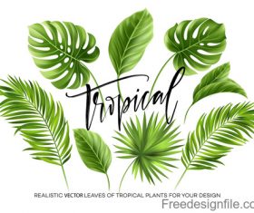 Tropical leaves illustration vectors set 02