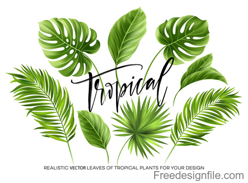 Tropical leaves illustration vectors set 02