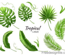 Tropical leaves illustration vectors set 03