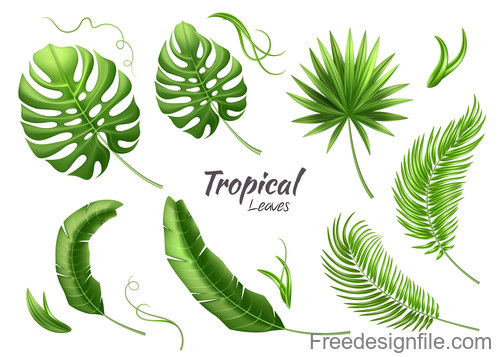 Tropical leaves illustration vectors set 03
