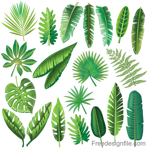 Tropical leaves illustration vectors set 04