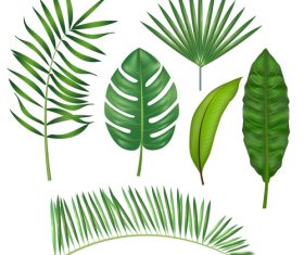 Tropical leaves illustration vectors set 05